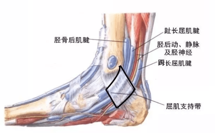 筋骨相依相存：中医视角下足骨与筋的细腻关系