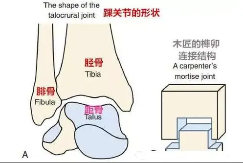 神经性马蹄内翻足做完手术会复发吗